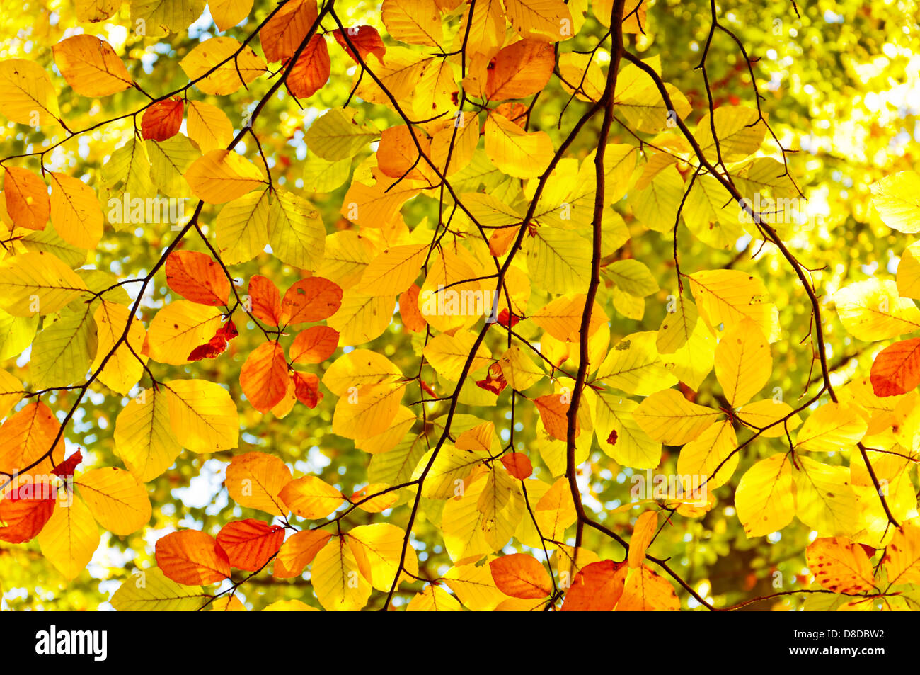 Belle foglie colorate fotografato dal di sotto, autunno foresta, Schlaubetal, Brandeburgo, Germania Foto Stock