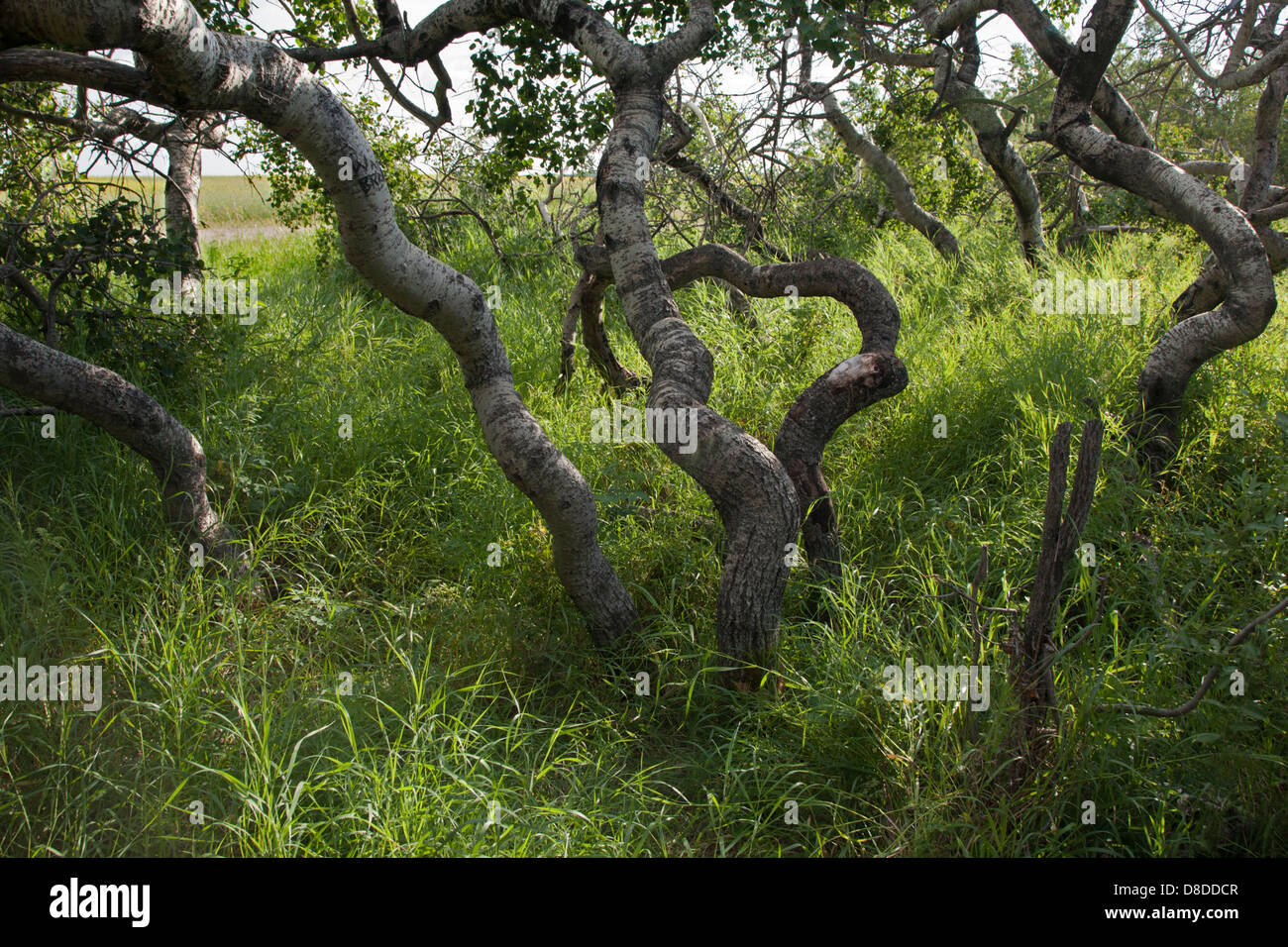 Gli alberi di Twisted (alberi di Crooked) Aspen stand, un gruppo insolito di Aspen tremante deformato in Saskatchewan, Canada. Populus tremuloides Foto Stock