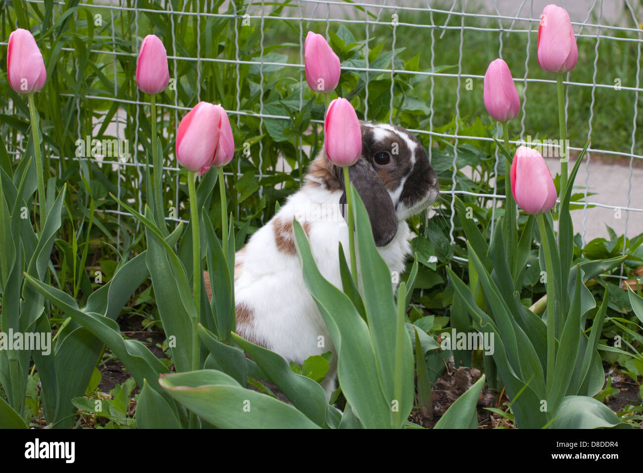 Holland Lop coniglio pet tra i tulipani in giardino Foto Stock