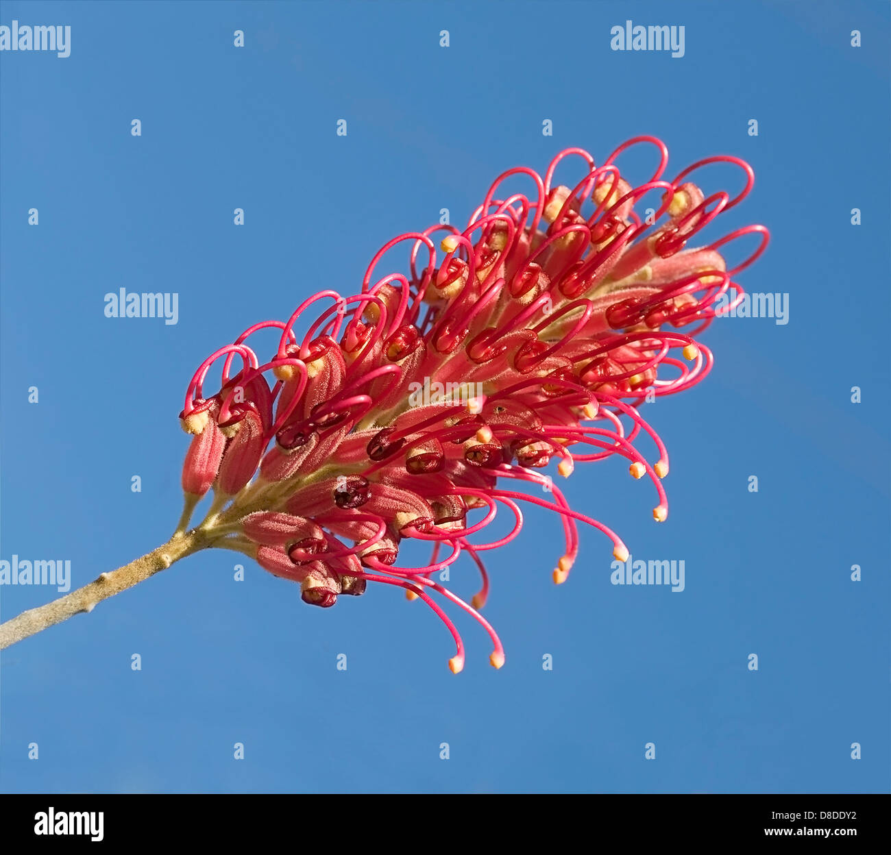 Unico fiore rosso Grevillea australiano pianta nativa Foto Stock