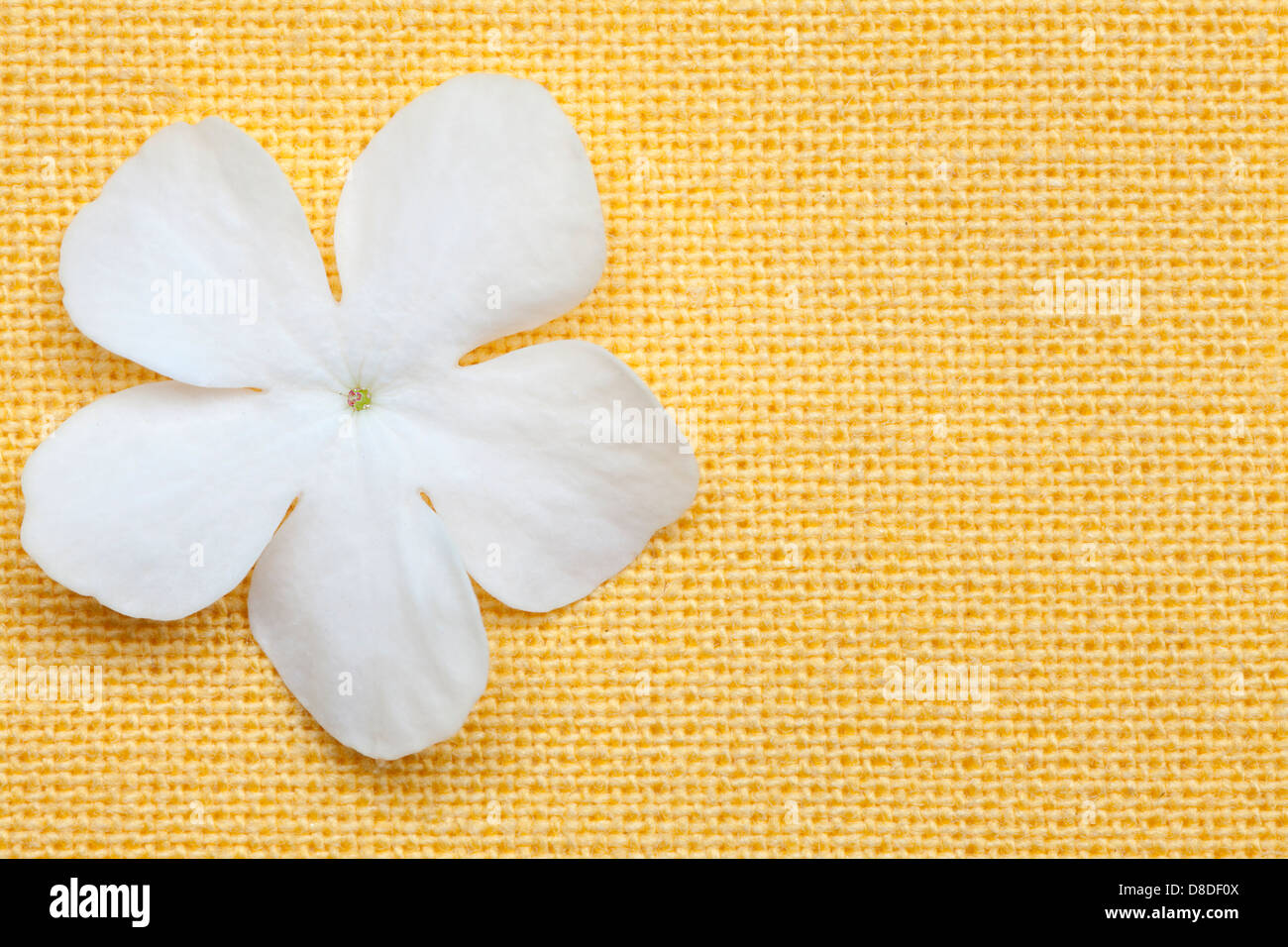 Fiore bianco in sfondo giallo con posto vuoto per il testo Foto Stock