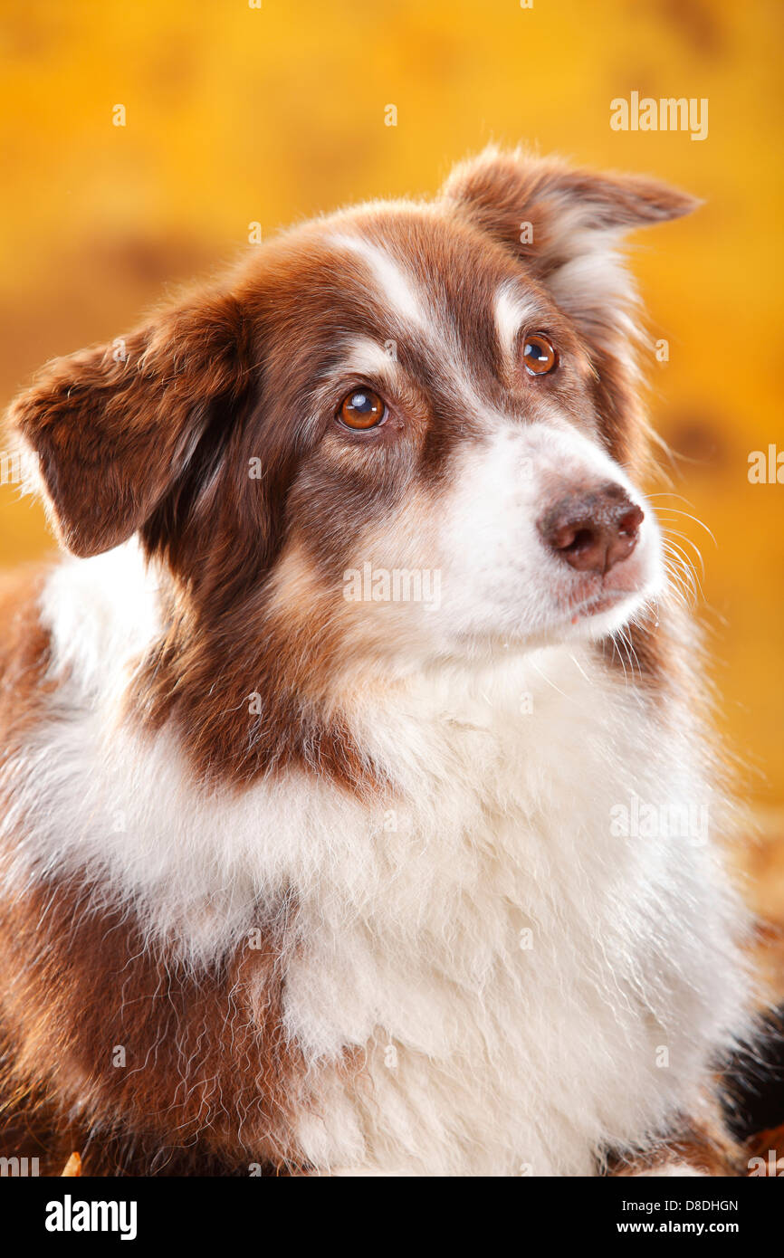Pastore australiano, rosso-tri, maschio, vecchio cane |pastore australiano, rosso-tri, Ruede, alter Hund Foto Stock
