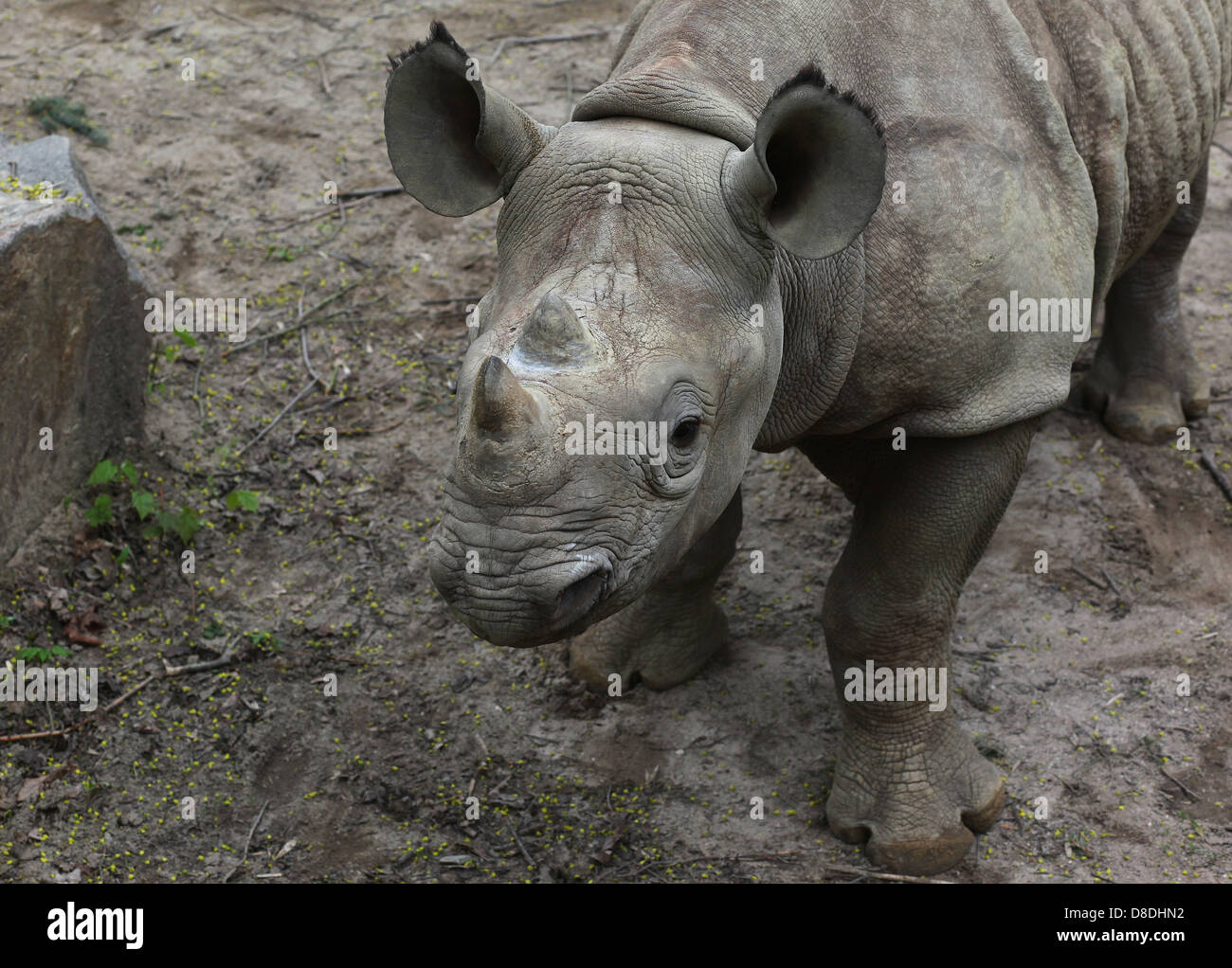 Una 17-mese-vecchio femmina East African rinoceronte nero polpaccio (Diceros simum michaeli) visto lo zoo di Lipsia, in Germania. Foto Stock