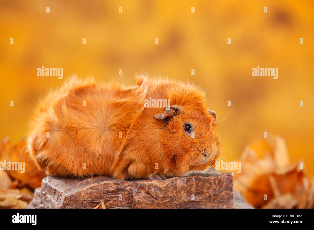 Abissino di cavia, rosso |Rosetten-Meerschweinchen, rot / Rosettenmeerschweinchen Foto Stock