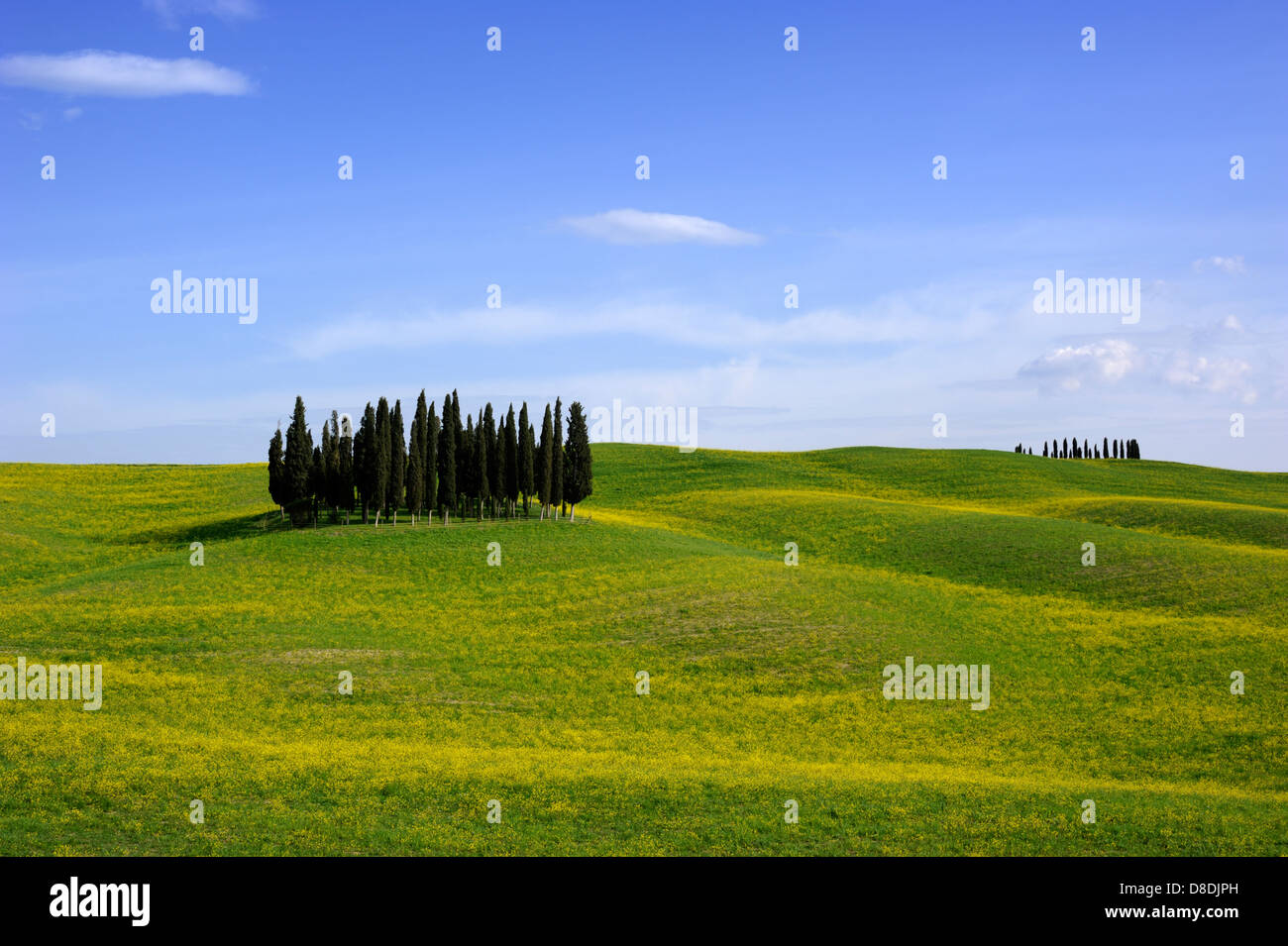 Italia, Toscana, Val d'Orcia, campagna, cipressi Foto Stock