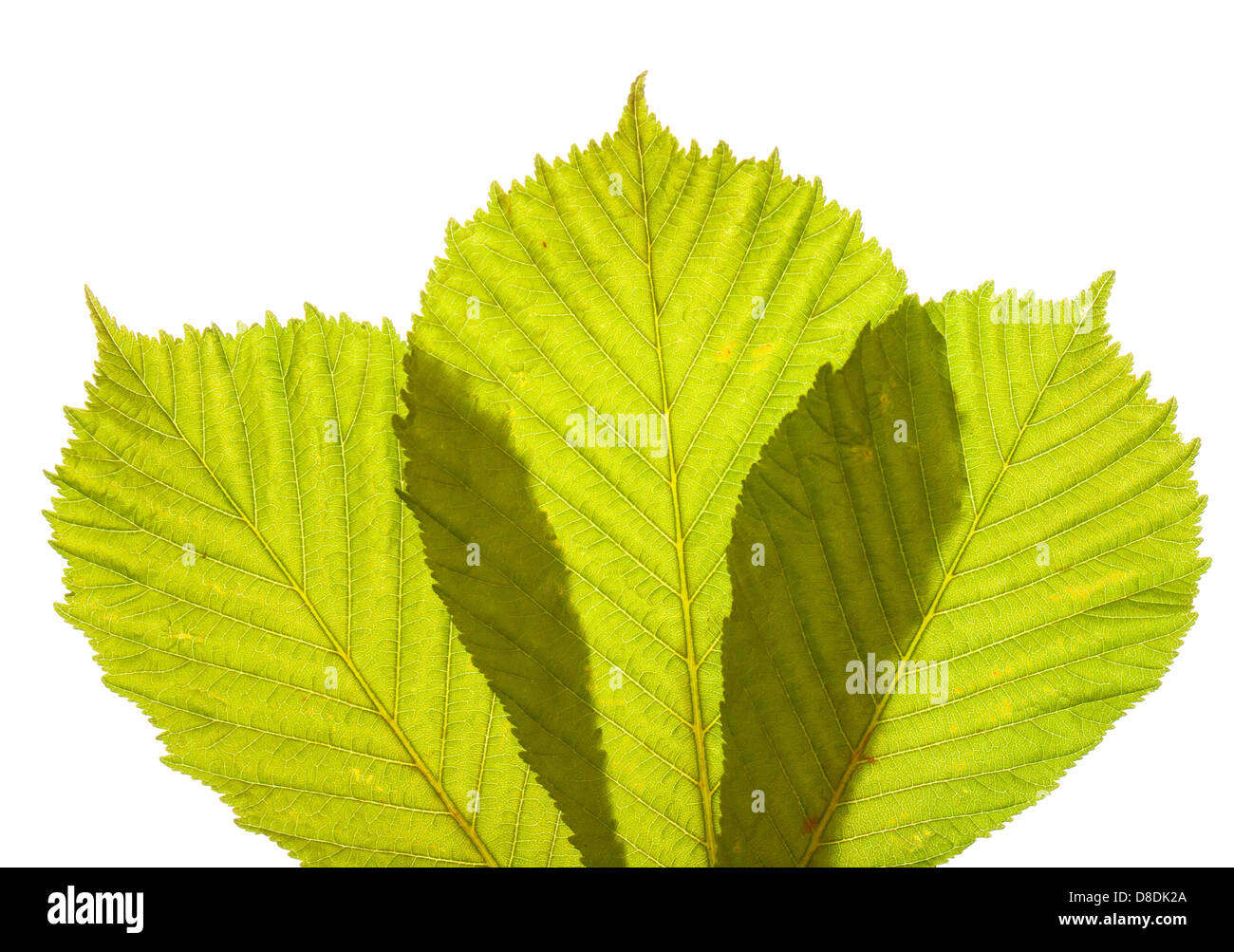 La disposizione delle tre fresco verde primavera ippocastano foglie in primo piano retroilluminato con sfondo bianco Foto Stock