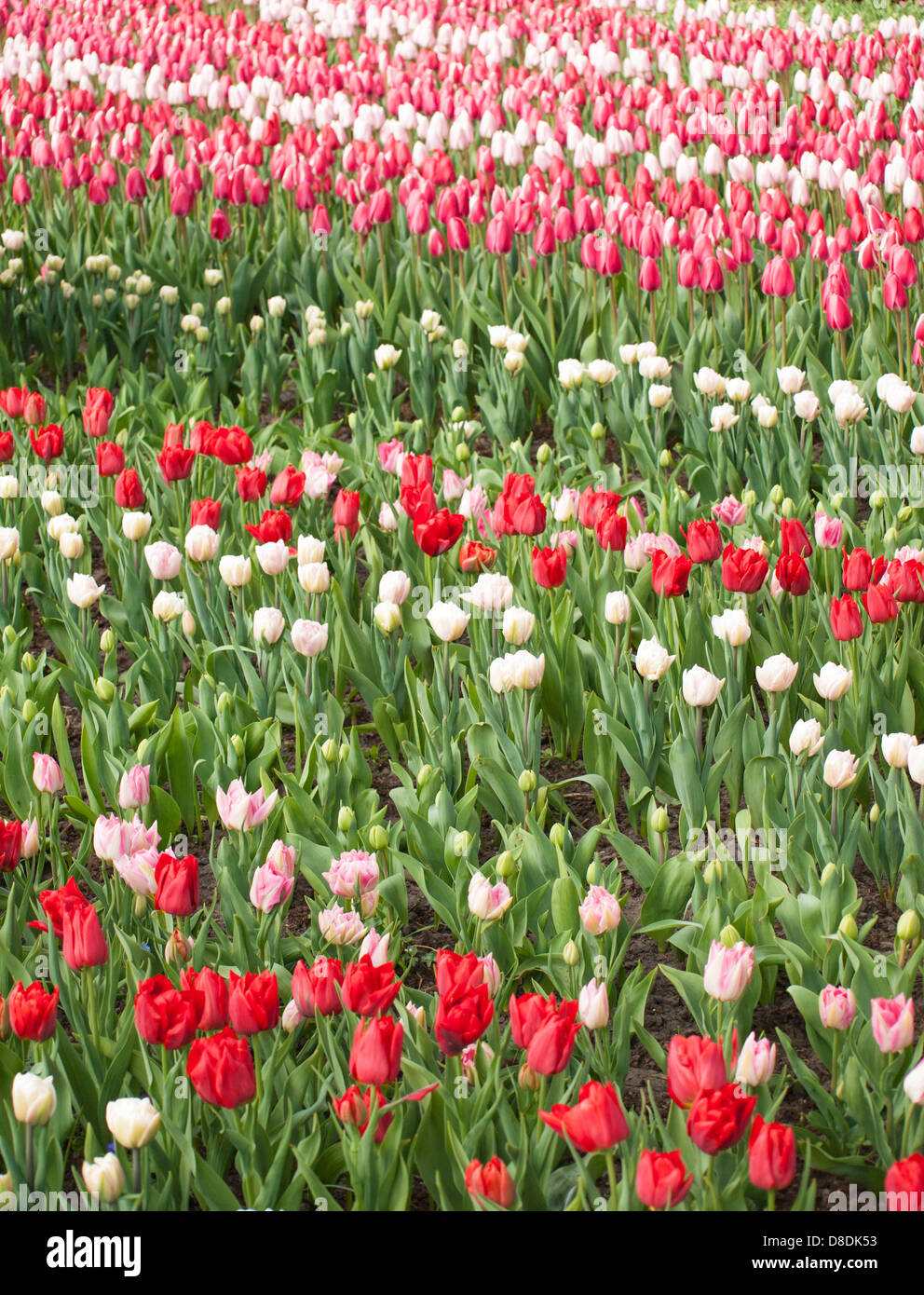 Righe di rosso bianco e rosa tulipani in olandese di fiori di primavera giardini Keukenhof de Foto Stock