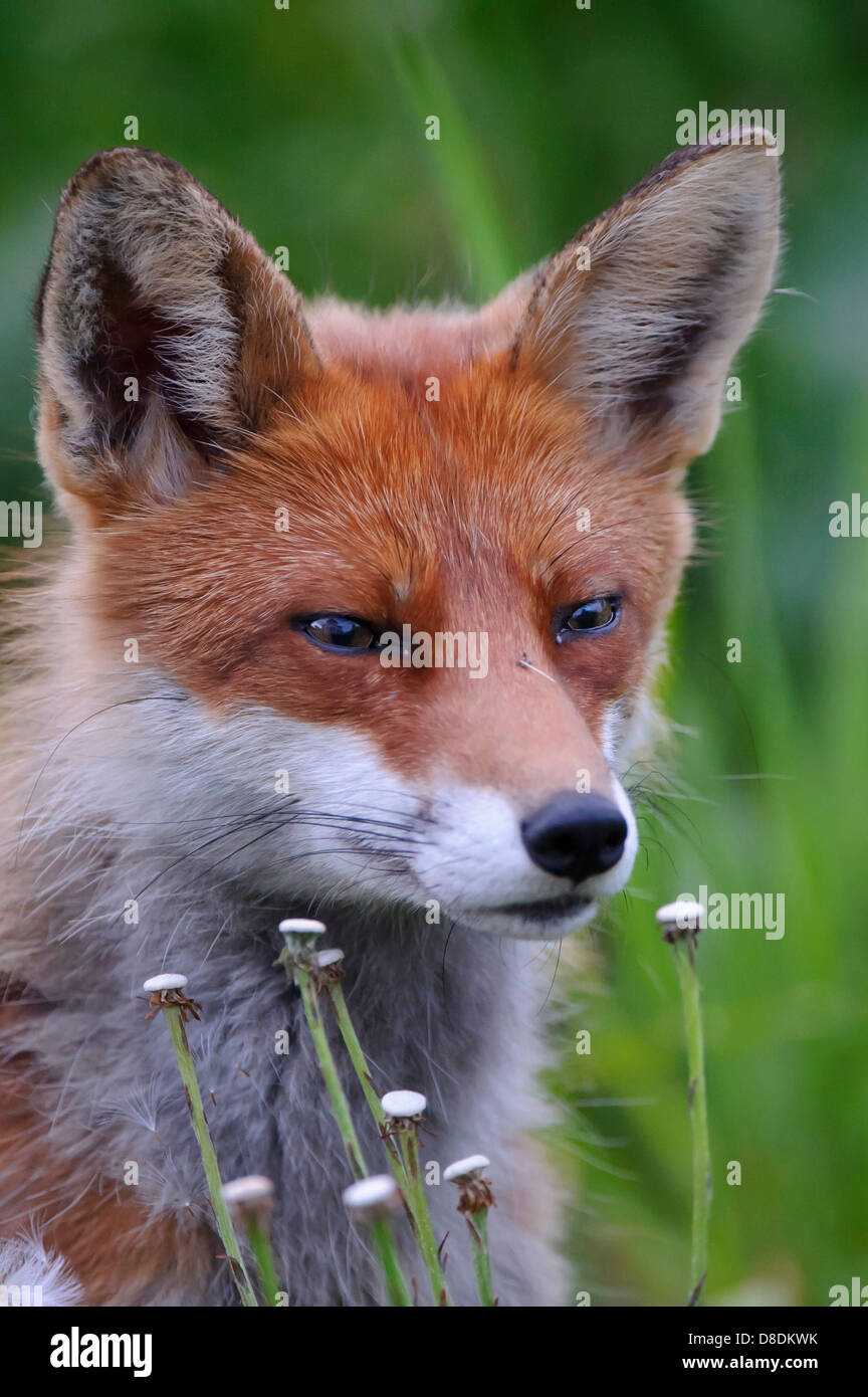 Red Fox, vulpes vulpes, lauvsnes, Norvegia Foto Stock