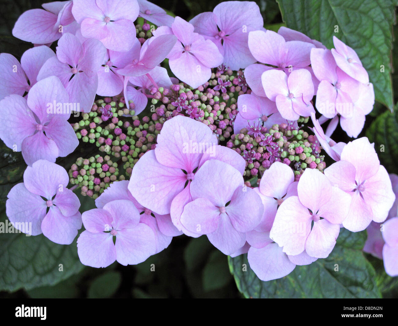 Lacecap Hygrangea (ortensie) cresce in un giardino organico Sussex Foto Stock