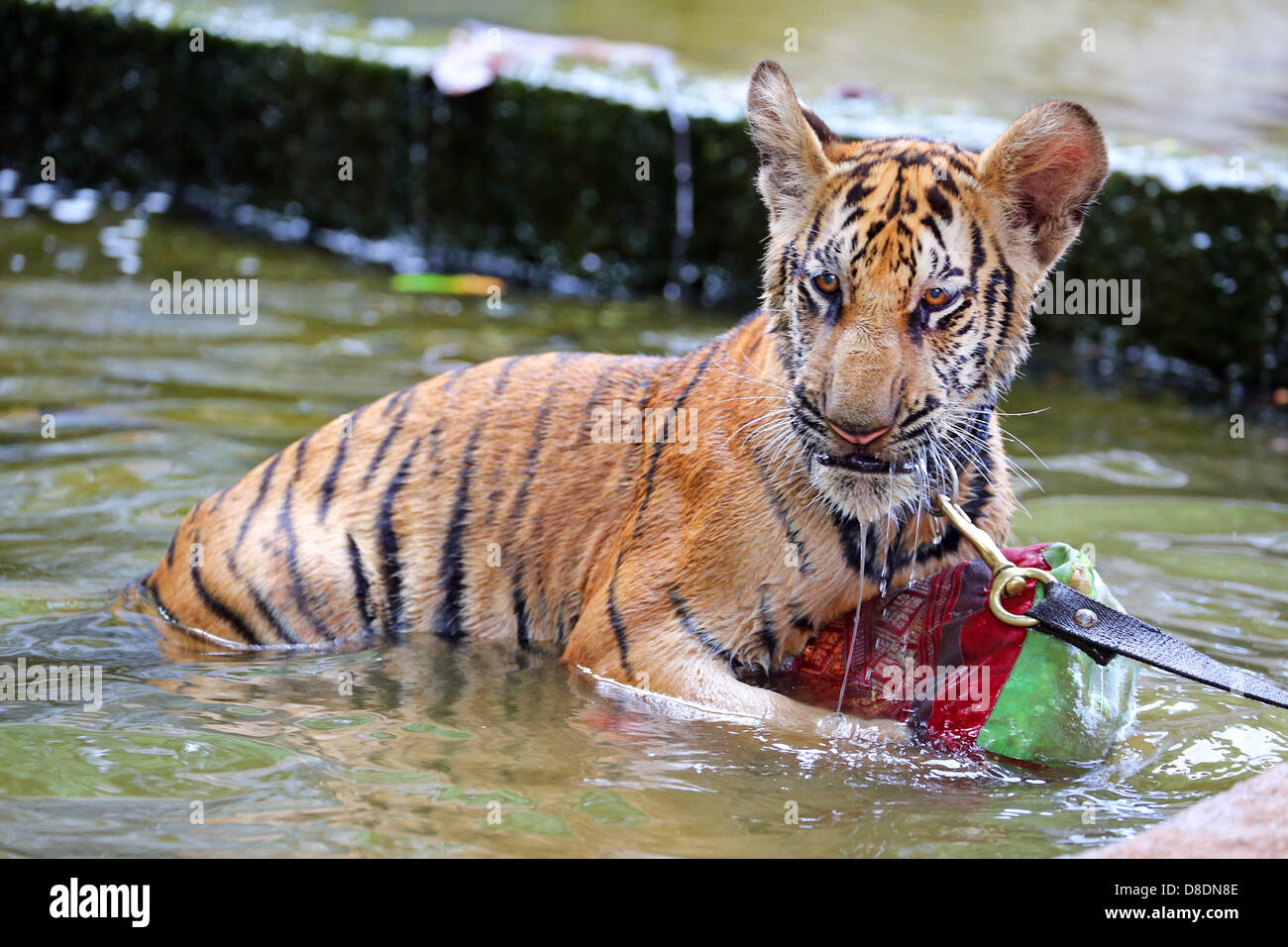 Kanchanaburi, Thailandia. 26 Maggio, 2013. Le tigri sono abituati a vivere nei paesi caldi, ma anche i migliori di loro non riesce a resistere giocando in acqua quando diventa molto caldo o semplicemente rilassarsi da soli o con un cordiale monaco del Tempio! Apollo le cinque e mezzo mese vecchio tigrotto ama davvero l'acqua. Credito: Paul Brown/Alamy Live News Foto Stock