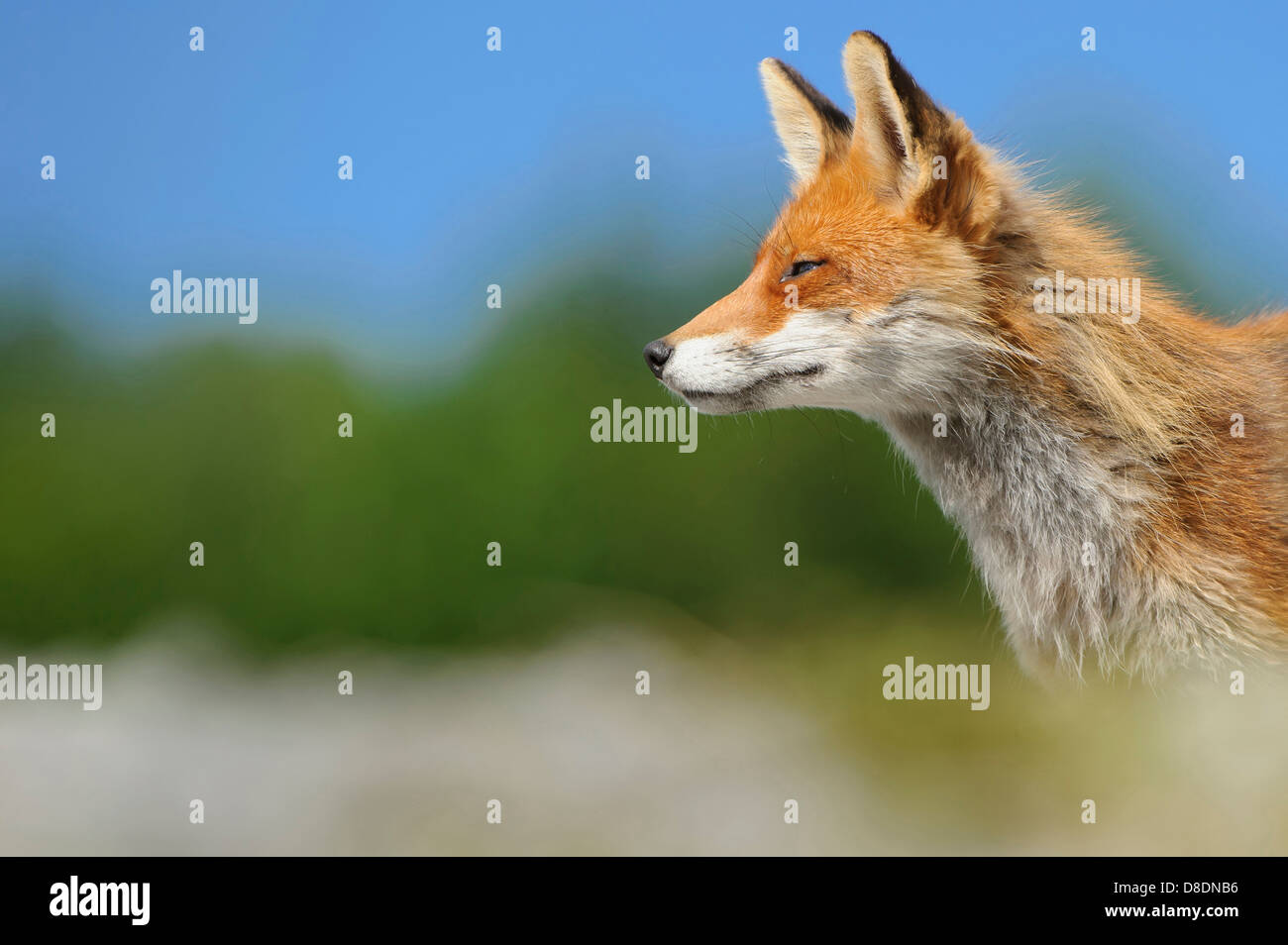 Red Fox, vulpes vulpes, lauvsnes, Norvegia Foto Stock