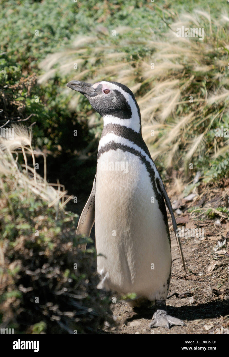 Un Magellanic Penguin (Spheniscus magellanicus) presso la colonia nidificazione a Otway Sound. Punta Arenas, Repubblica del Cile. Foto Stock
