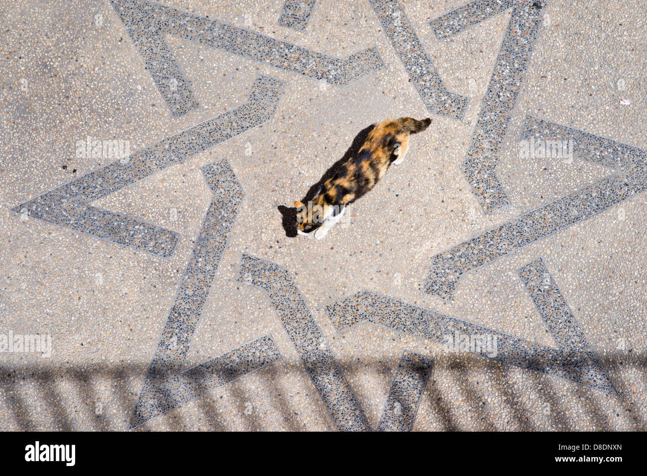 Cat & Stella di Davide. Gerusalemme, Israele Foto Stock