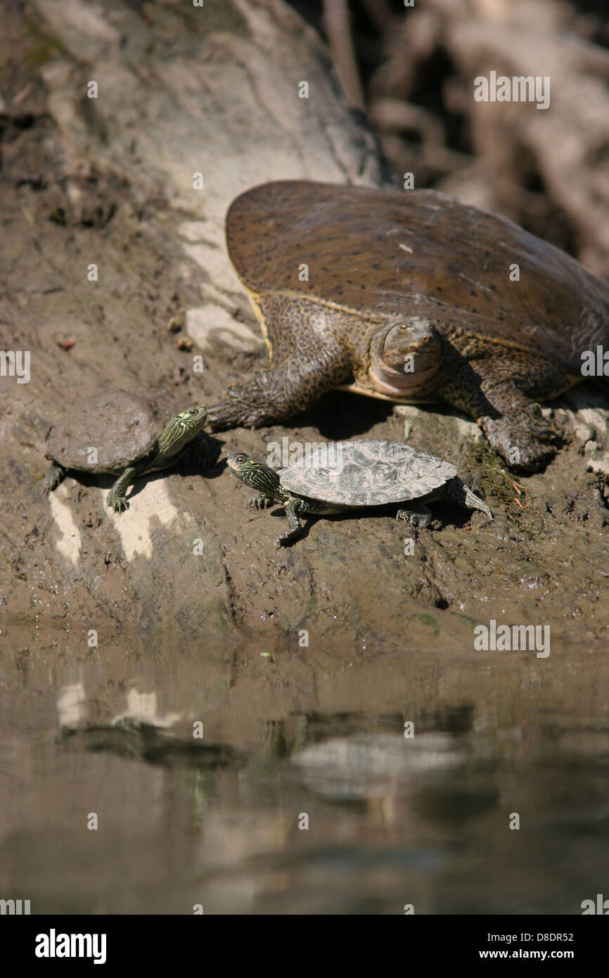 Spinosa softshell turtle mappa turtle basking sabbia bar piccolo fiume Miami Ohio Foto Stock