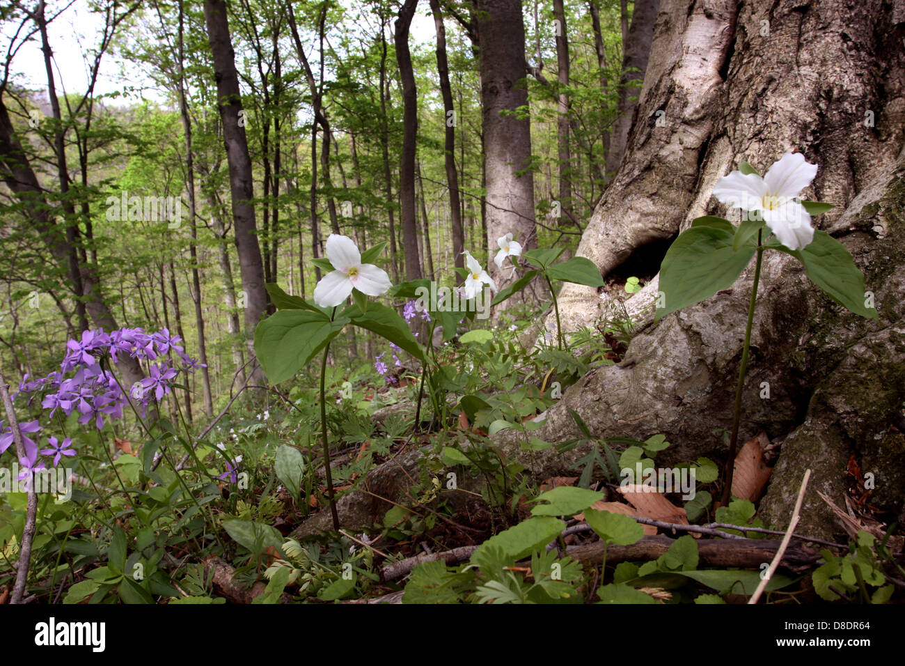 Grande fiore bianco Trillium Phlox fiore di primavera del bosco di faggio Ohio alberi decidui Foto Stock