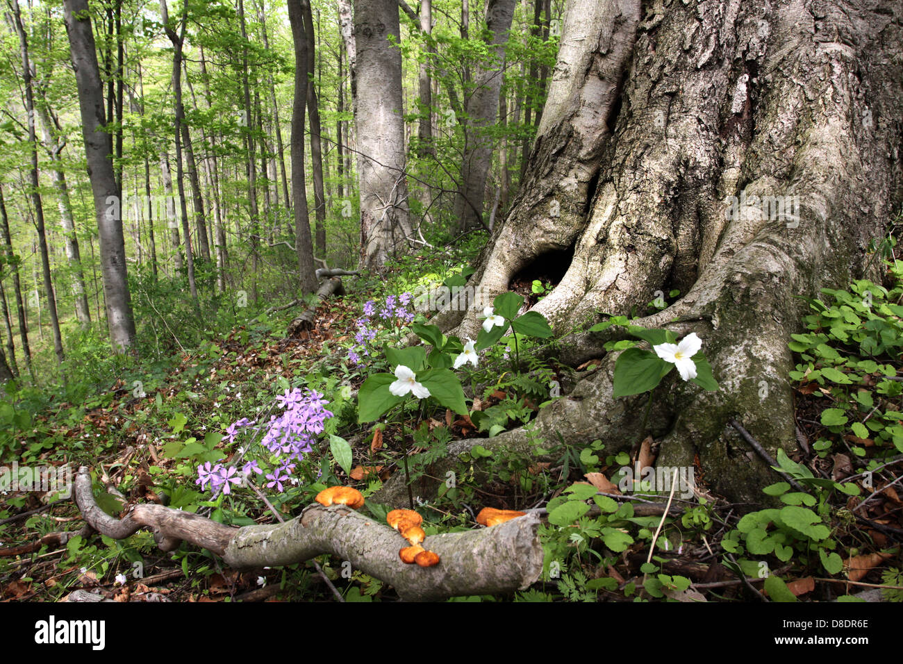 Grande fiore bianco Trillium Phlox fiore di primavera del bosco di faggio Ohio alberi decidui Foto Stock