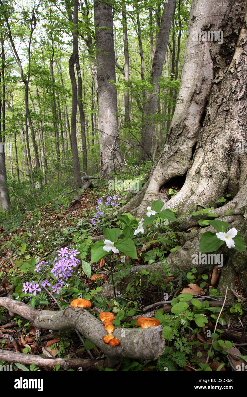 Grande fiore bianco Trillium Phlox fiore di primavera del bosco di faggio Ohio alberi decidui Foto Stock