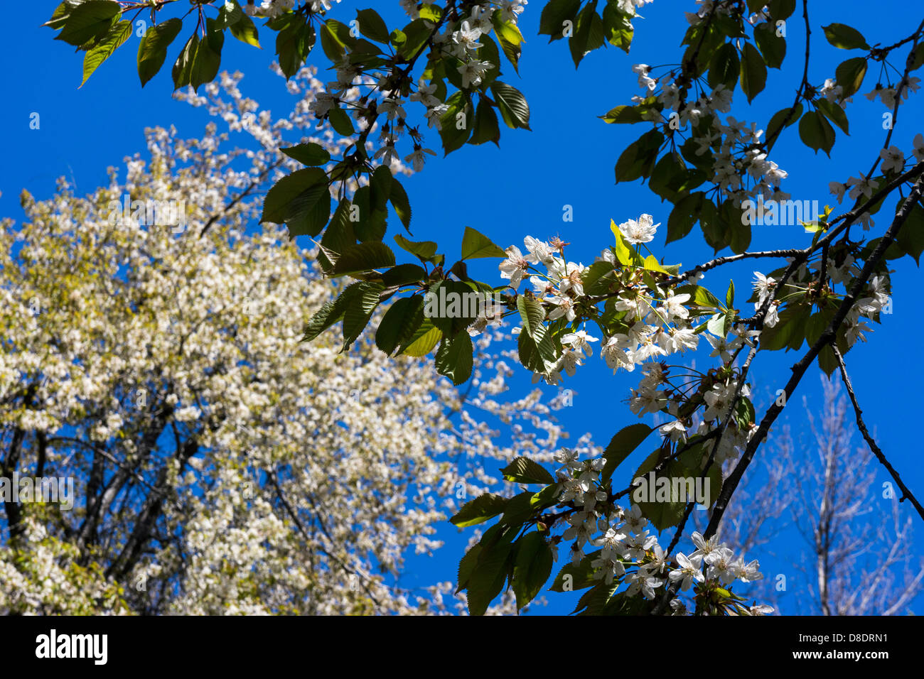 Foglie di colore verde e bianco fiore di ciliegio primavera spring-time Foto Stock