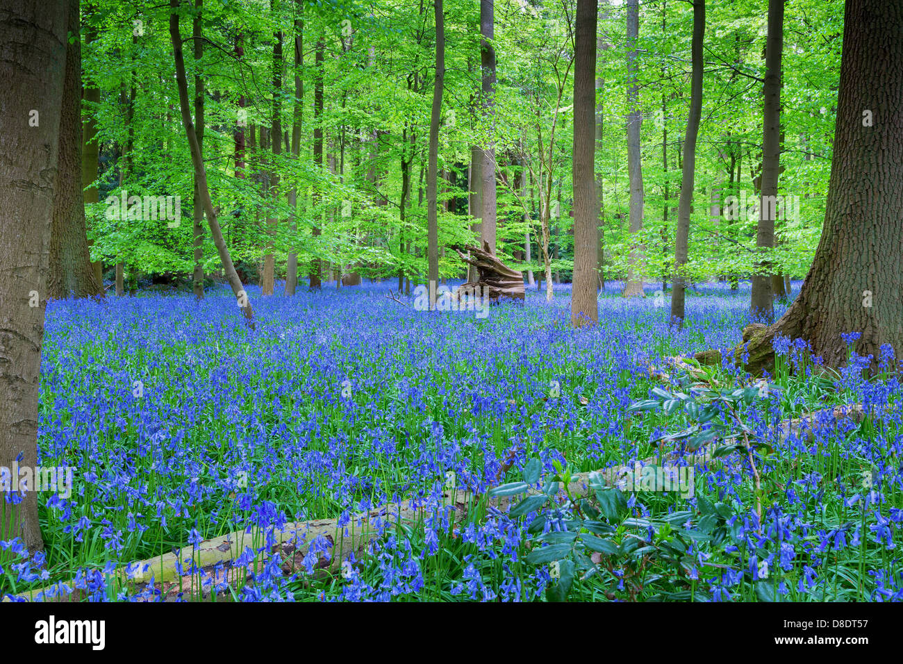 Tappeto di Bluebells nel bosco, Buckinghamshire, UK, Inghilterra Foto Stock
