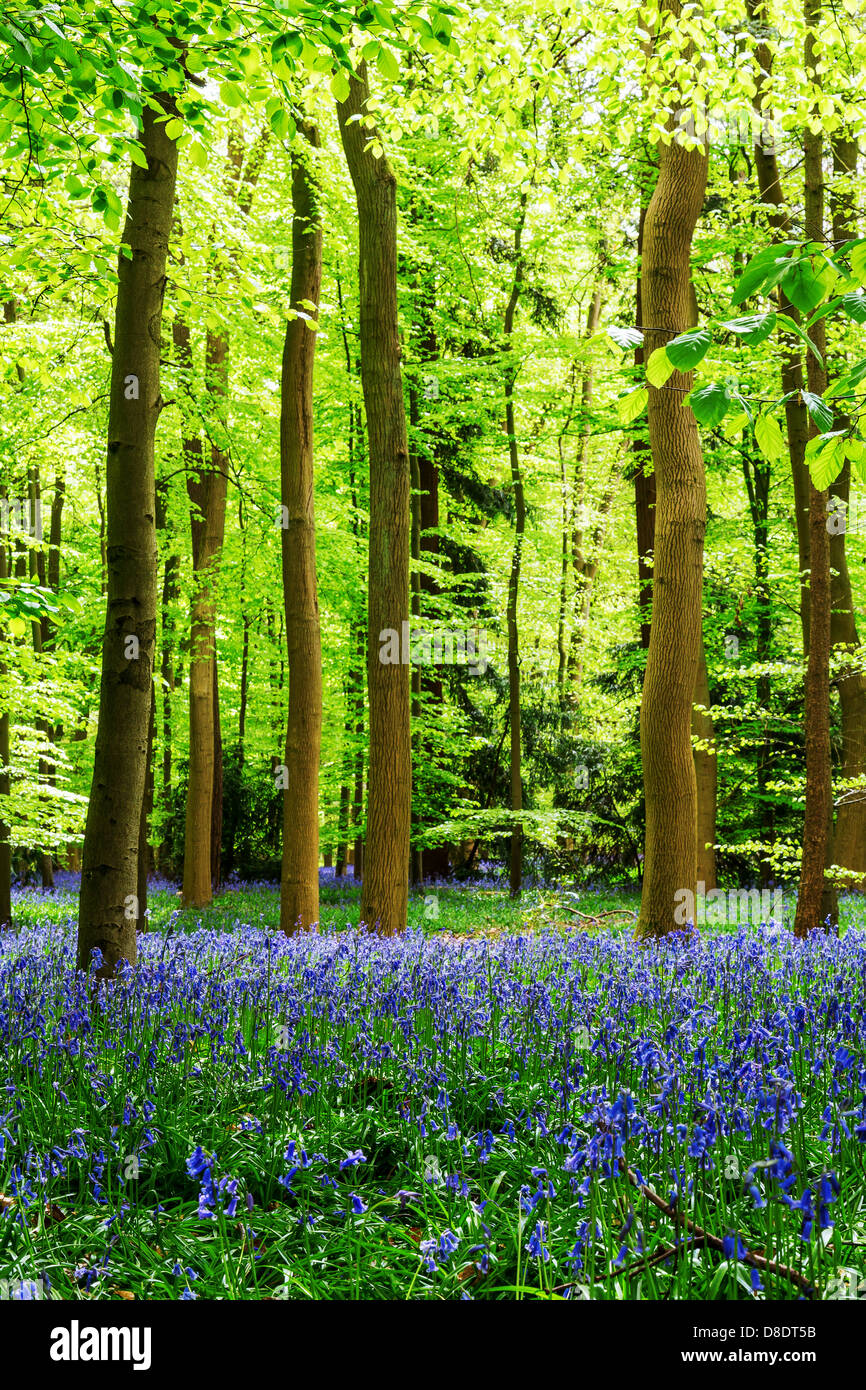 Tappeto di Bluebells nel bosco, Buckinghamshire, UK, Inghilterra Foto Stock
