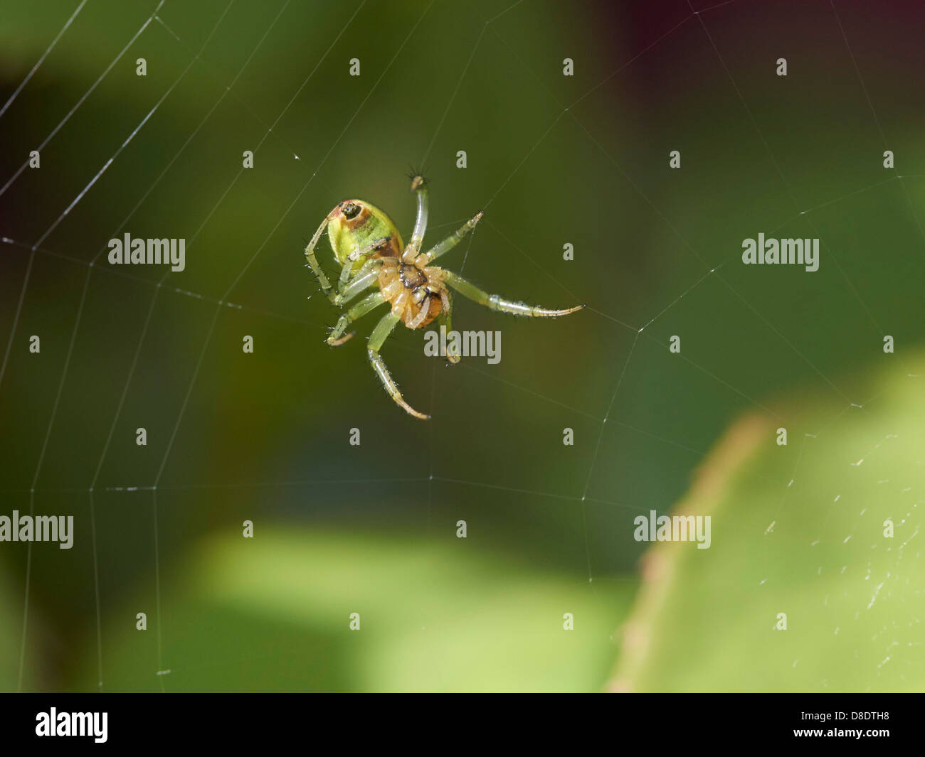 Cucumber green orb spider web di guardia Foto Stock