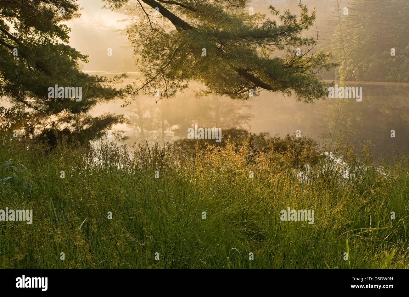 Bella misty alba sul tranquillo lago di foresta in Monti Appalachi Foto Stock