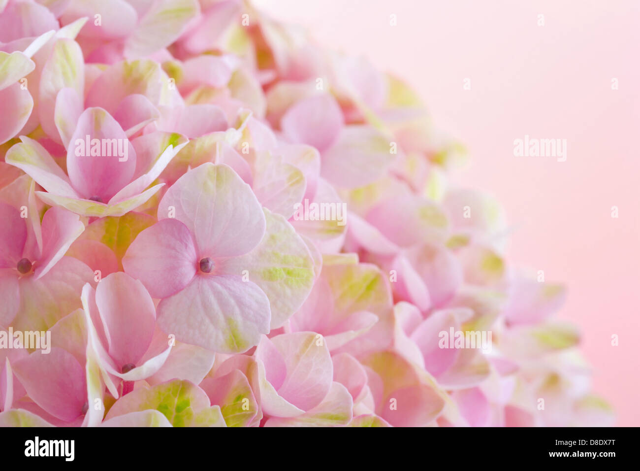 Rosa fiori di ortensie closeup con sfondo pastello Foto Stock