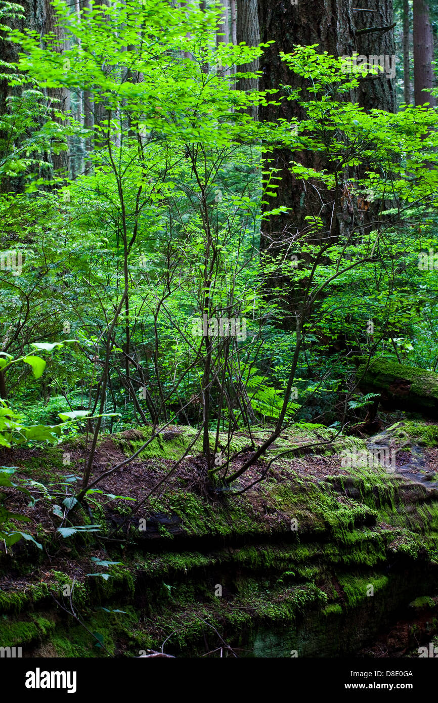 Un marciume albero caduto dando vita ad una nuova crescita in una foresta pluviale temperata Foto Stock