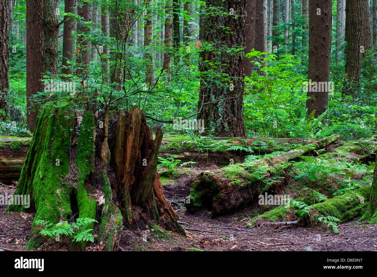 Un moncone di marciume e alberi caduti, fornire nutrienti per una nuova crescita in una foresta pluviale temperata Foto Stock
