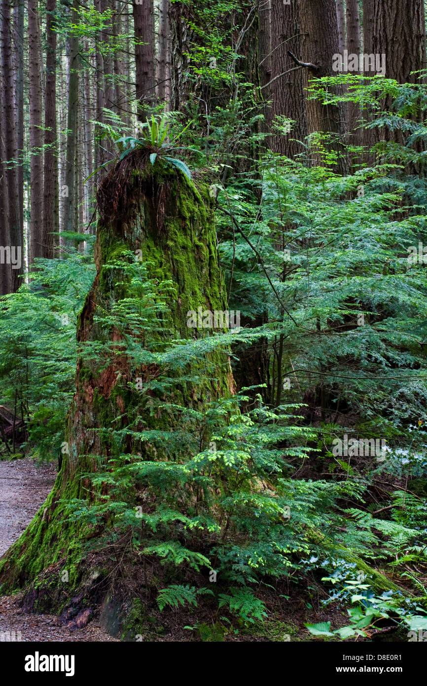 Un marciume ceppo di albero dando vita ad una nuova crescita in una foresta pluviale temperata Foto Stock