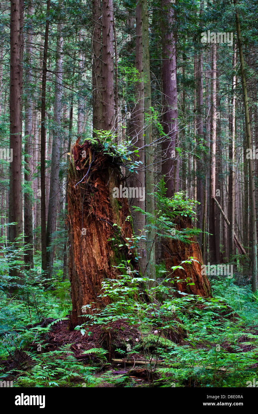 Due decomposizione di ceppi di alberi in una foresta pluviale temperata di dare vita a una nuova crescita Foto Stock