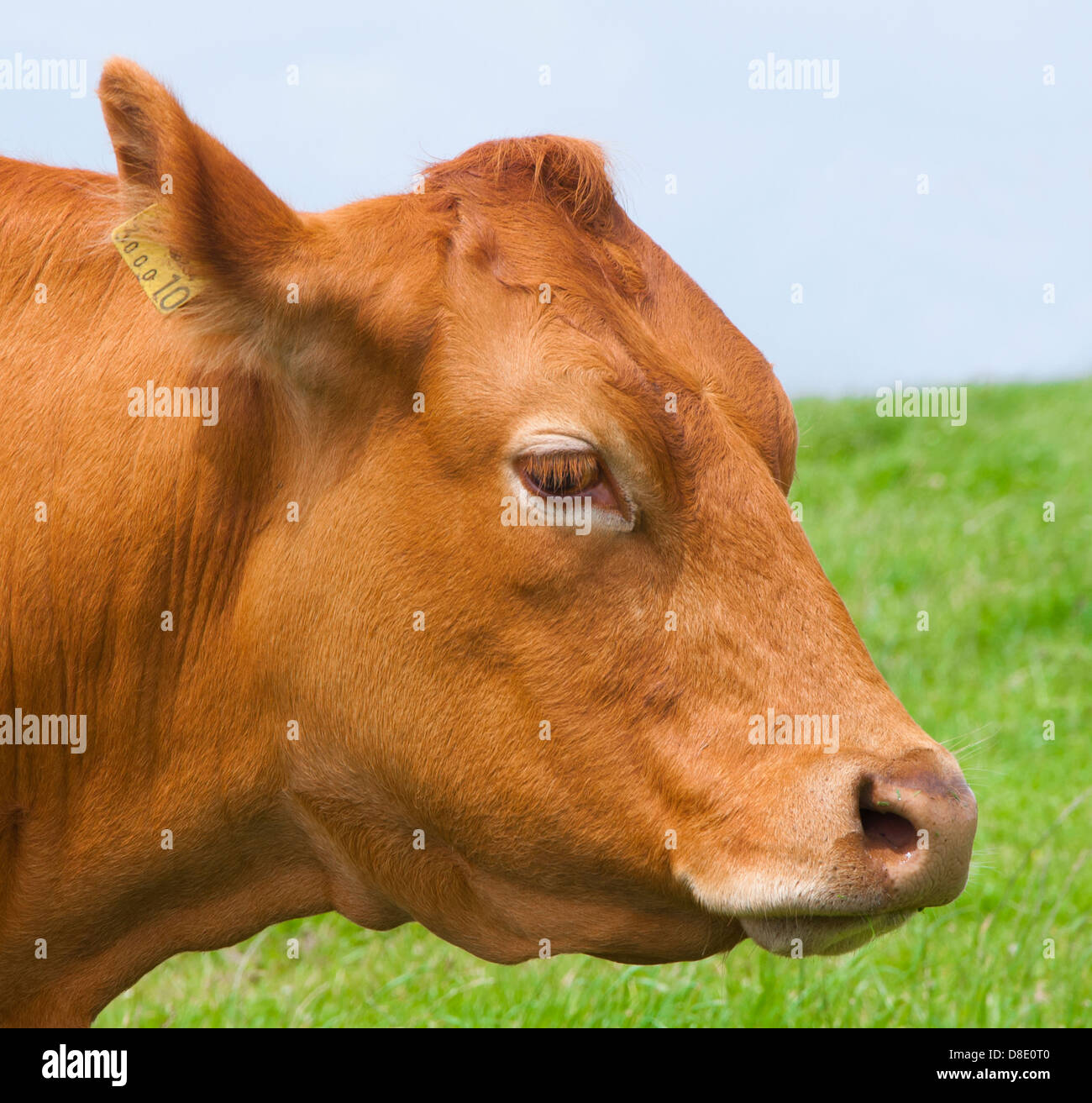 Close-up colpo di testa di un cross-Vacca di razza (allevati utilizzando un South Devon Bull su una Limousin vacca). Foto Stock