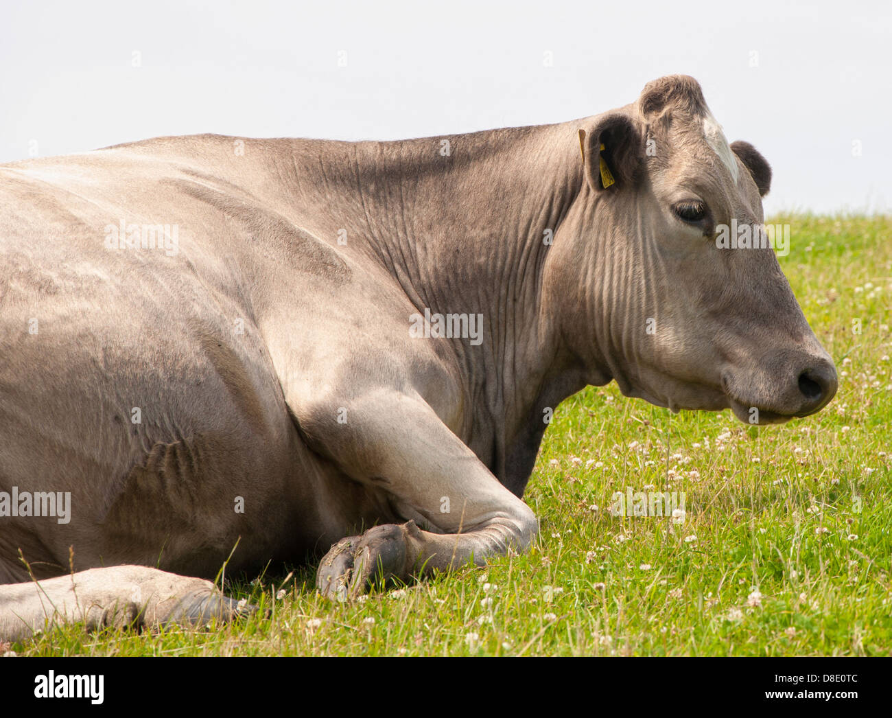 Mucca di razza incrociata (allevata utilizzando un toro Charolais su una mucca friesiana) Foto Stock
