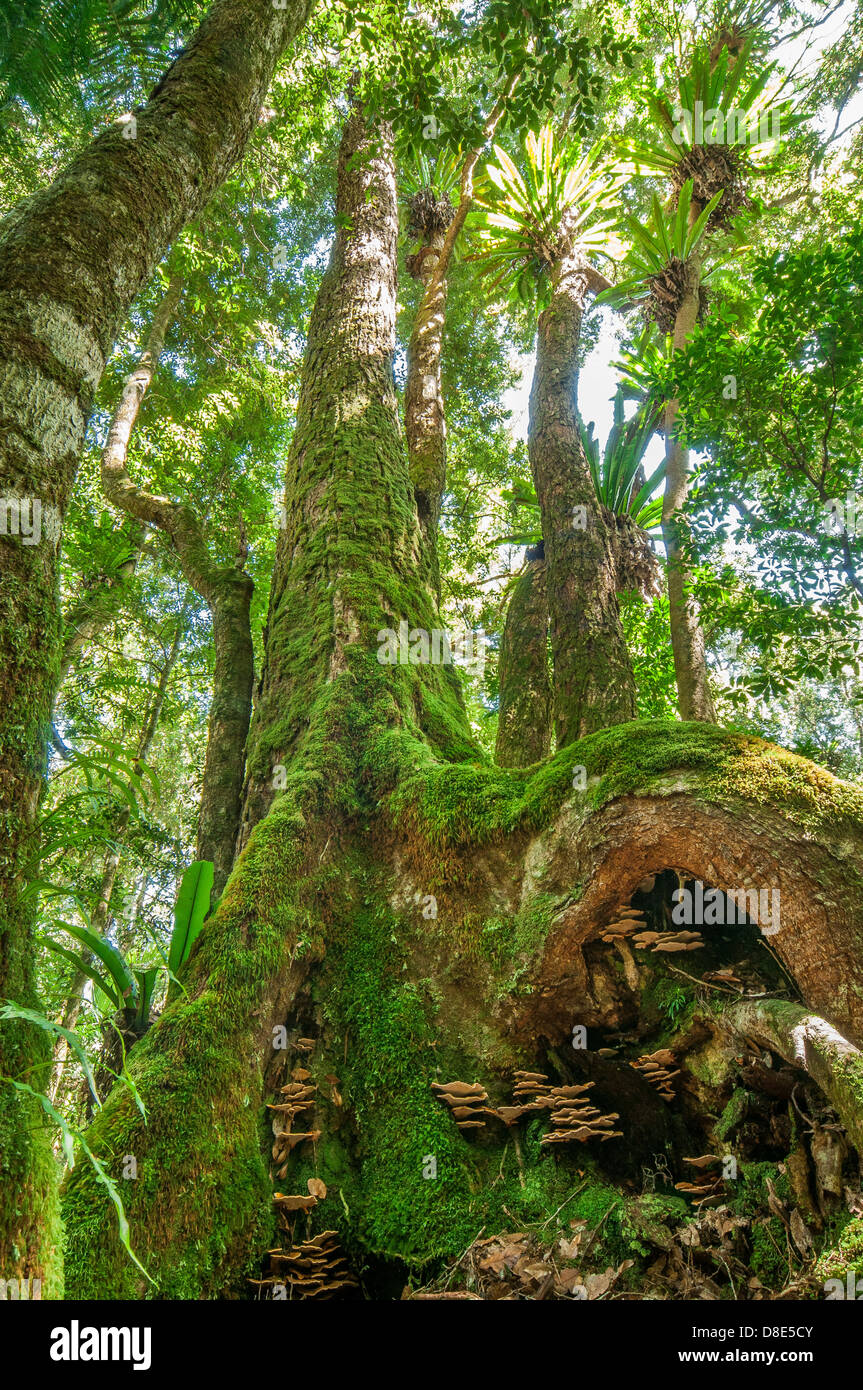 Vecchia Foresta Pluviale di crescita di albero in intervalli di confine NSW Foto Stock