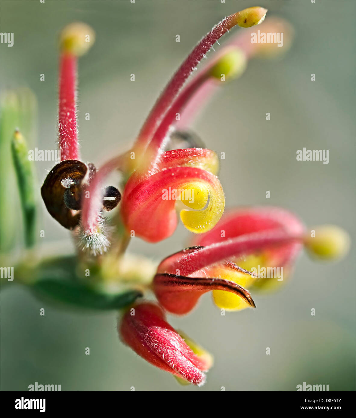 Rosso e giallo fiore di Grevillea fuochi d'artificio australiano pianta nativa close up Foto Stock