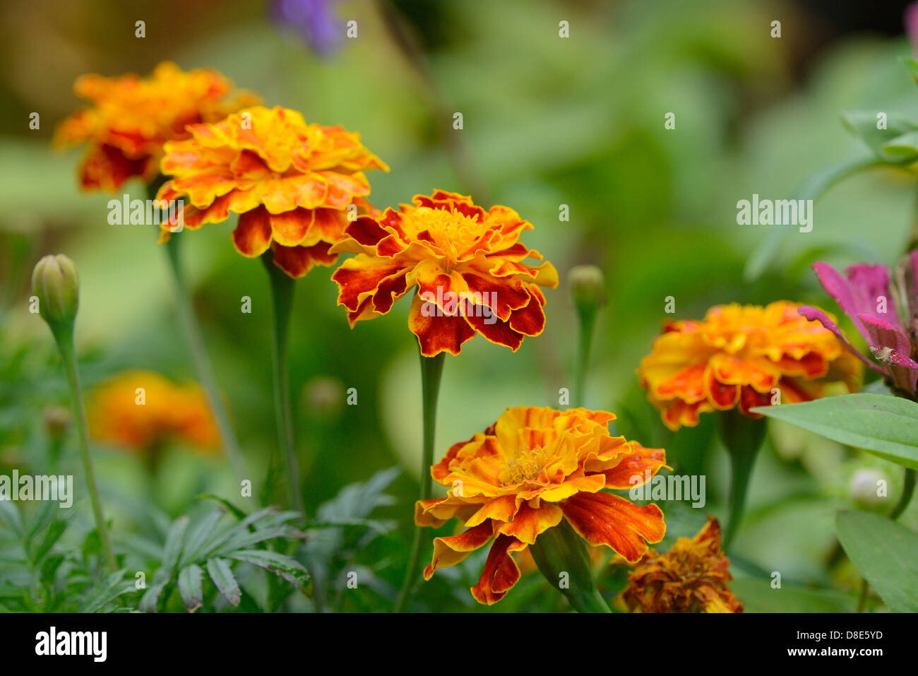 Blooming Tagetes Foto Stock