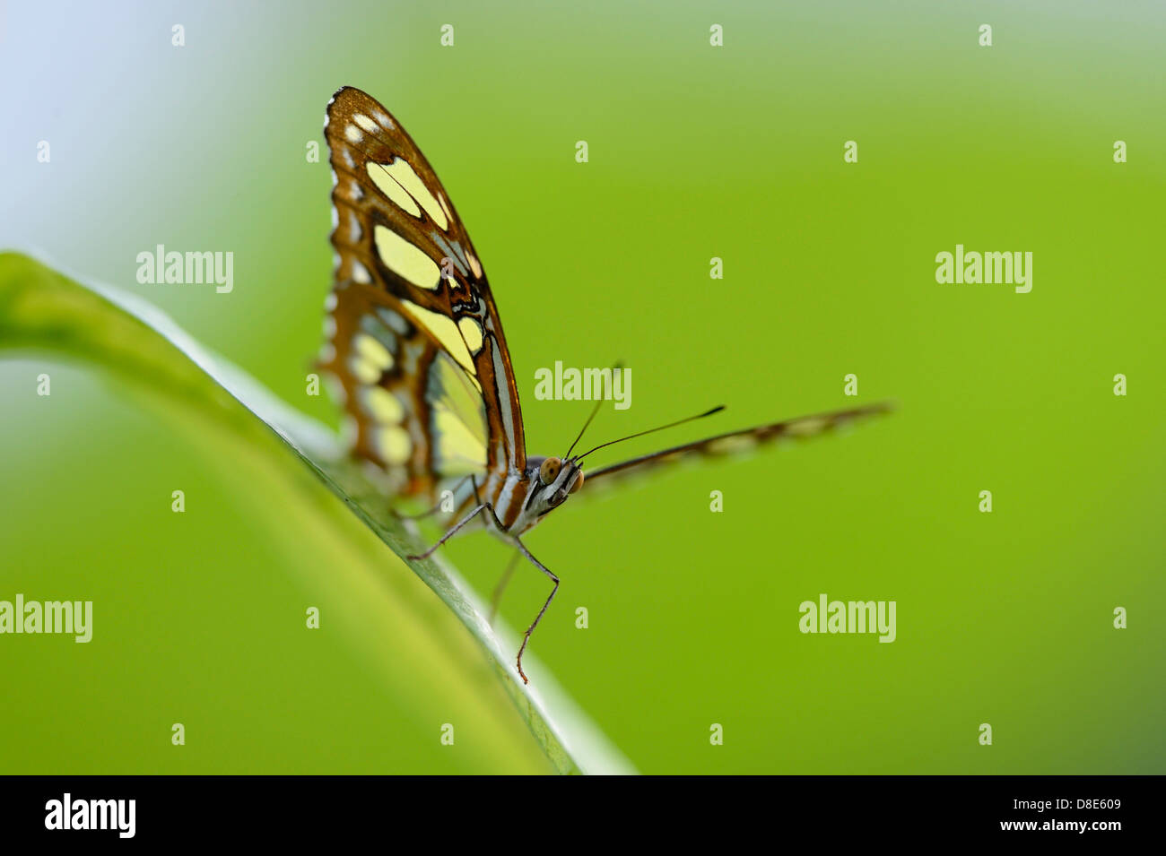 Butterfly Malachite (Siproeta stelenes) su una foglia Foto Stock