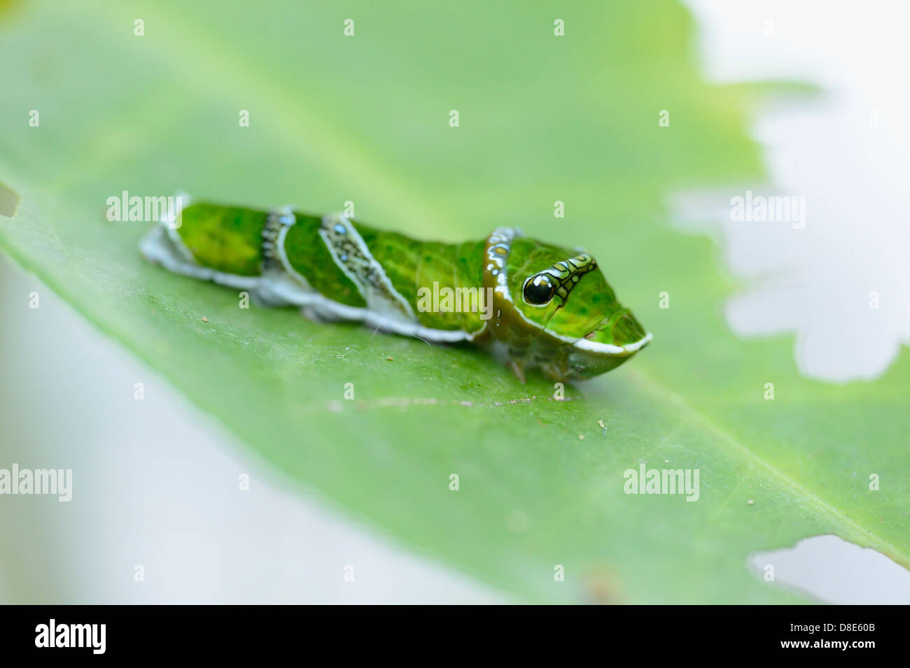 Larva di una comune mormone (Papilio polytes) Foto Stock