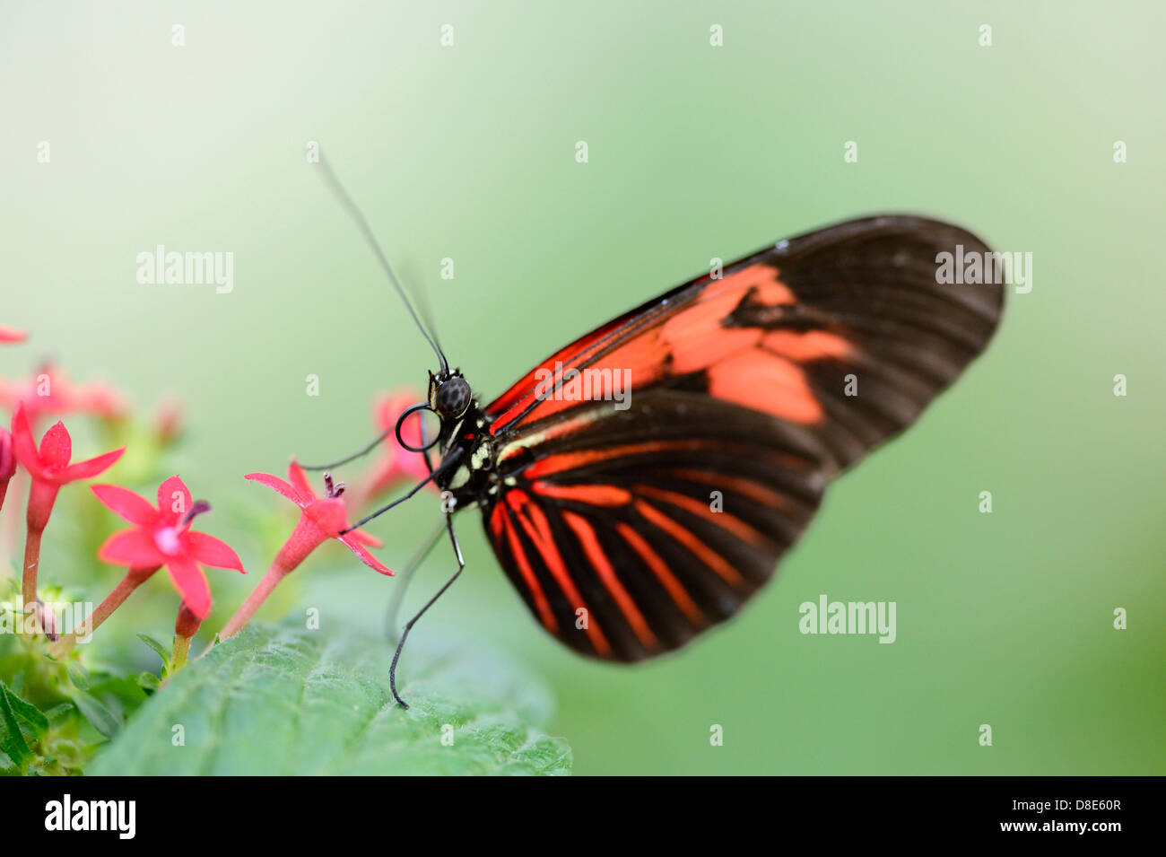 Butterfly portalettere Butterfly (Heliconius melpomene :) su una foglia Foto Stock