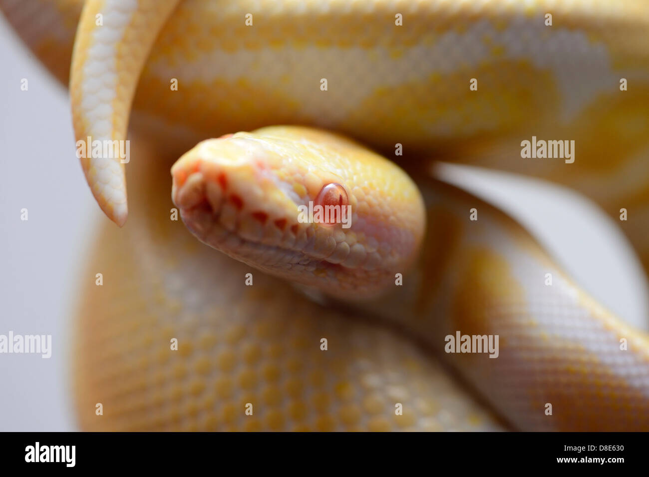 Birmano (Python Python molurus bivittatus), Albino Foto Stock