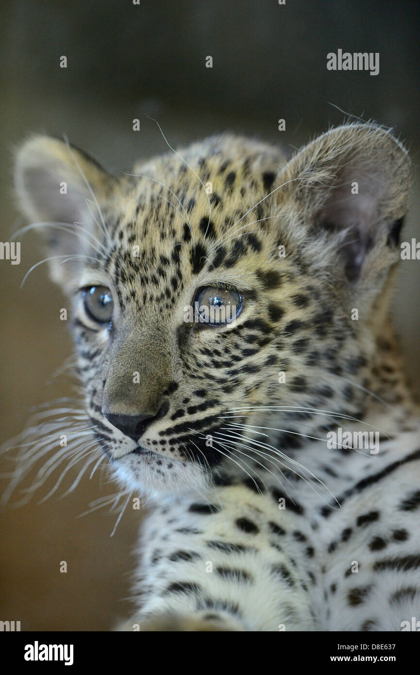 Il persiano leopard cub (Panthera pardus ciscaucasica), Zoo di Augsburg, Baviera, Germania Foto Stock