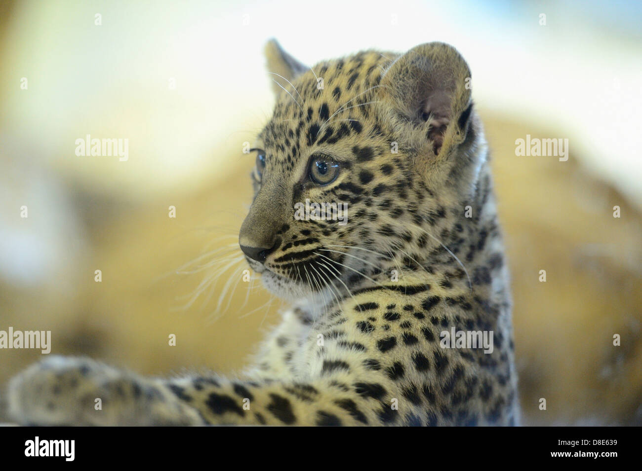 Il persiano leopard cub (Panthera pardus ciscaucasica), Zoo di Augsburg, Baviera, Germania Foto Stock
