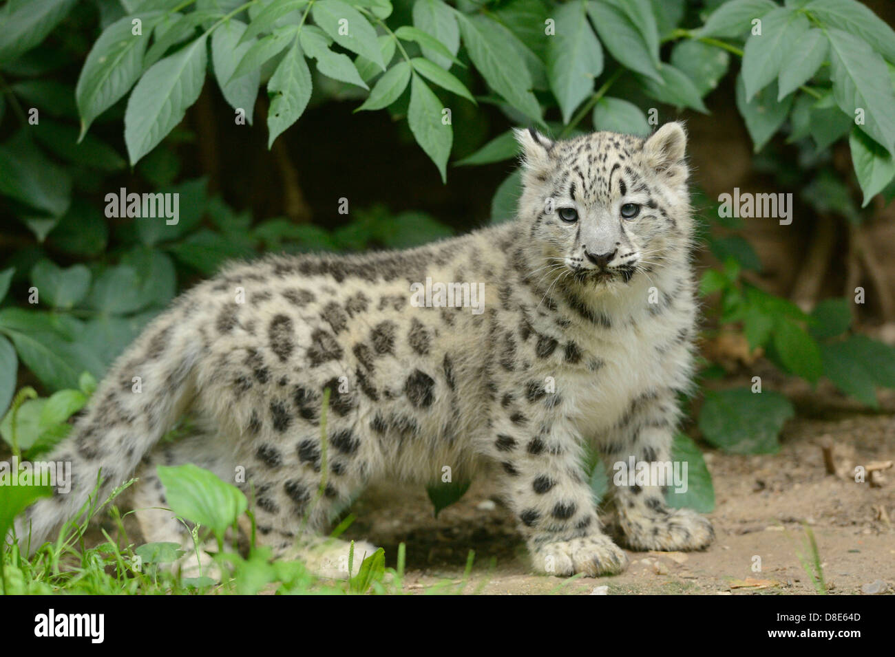 Snow Leopard cub (Uncia uncia) Foto Stock
