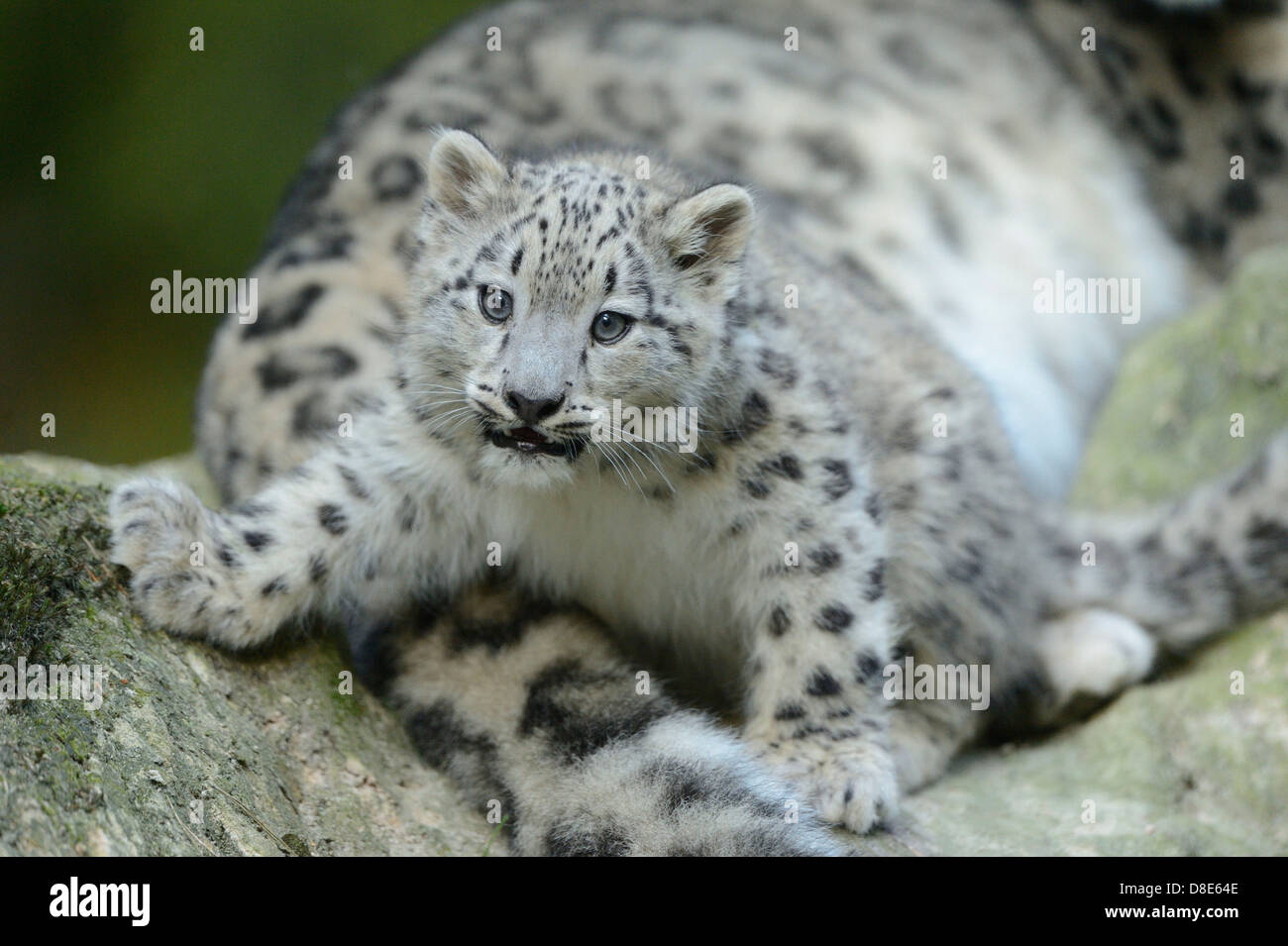 Snow Leopard cub (Uncia uncia) Foto Stock