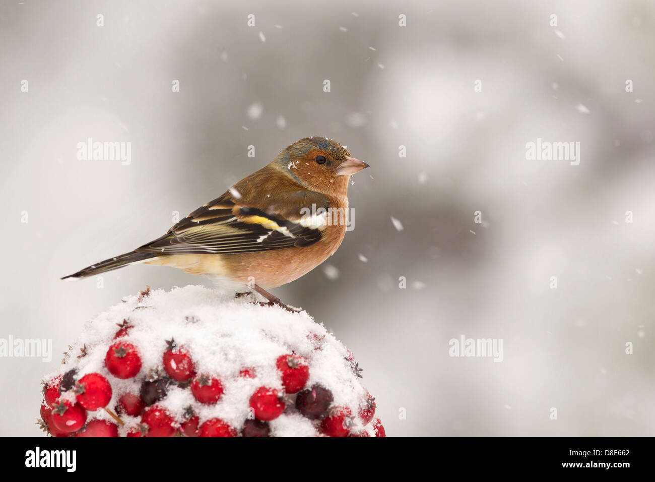 Ritratto di un fringuello nella neve su bacche rosse Foto Stock