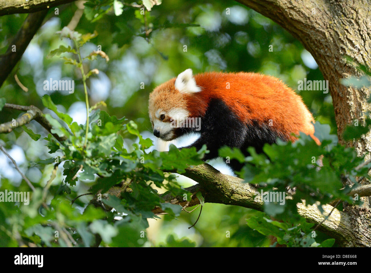 Panda rosso (Ailurus fulgens) in una struttura ad albero Foto Stock