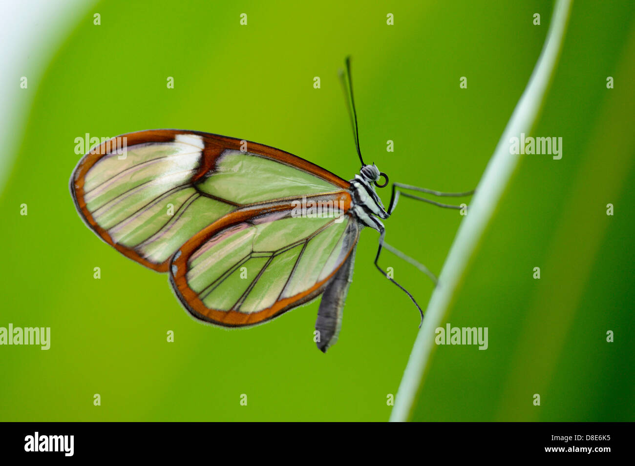 Glasswinged butterfly (Greta oto) su una foglia Foto Stock
