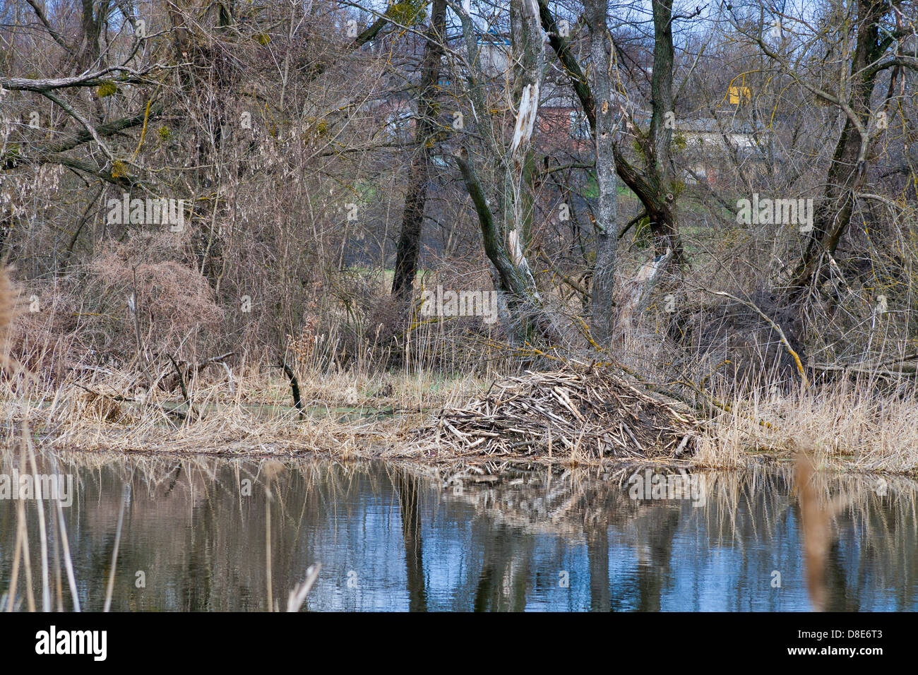 Beaver lodge sulle rive del fiume in primavera Foto Stock