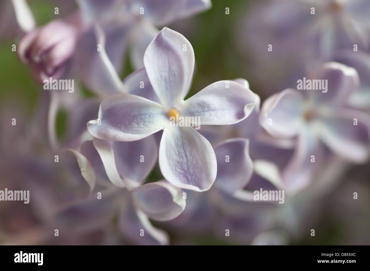 Fioritura lillà, Svezia in maggio. Lillà in macro Foto Stock