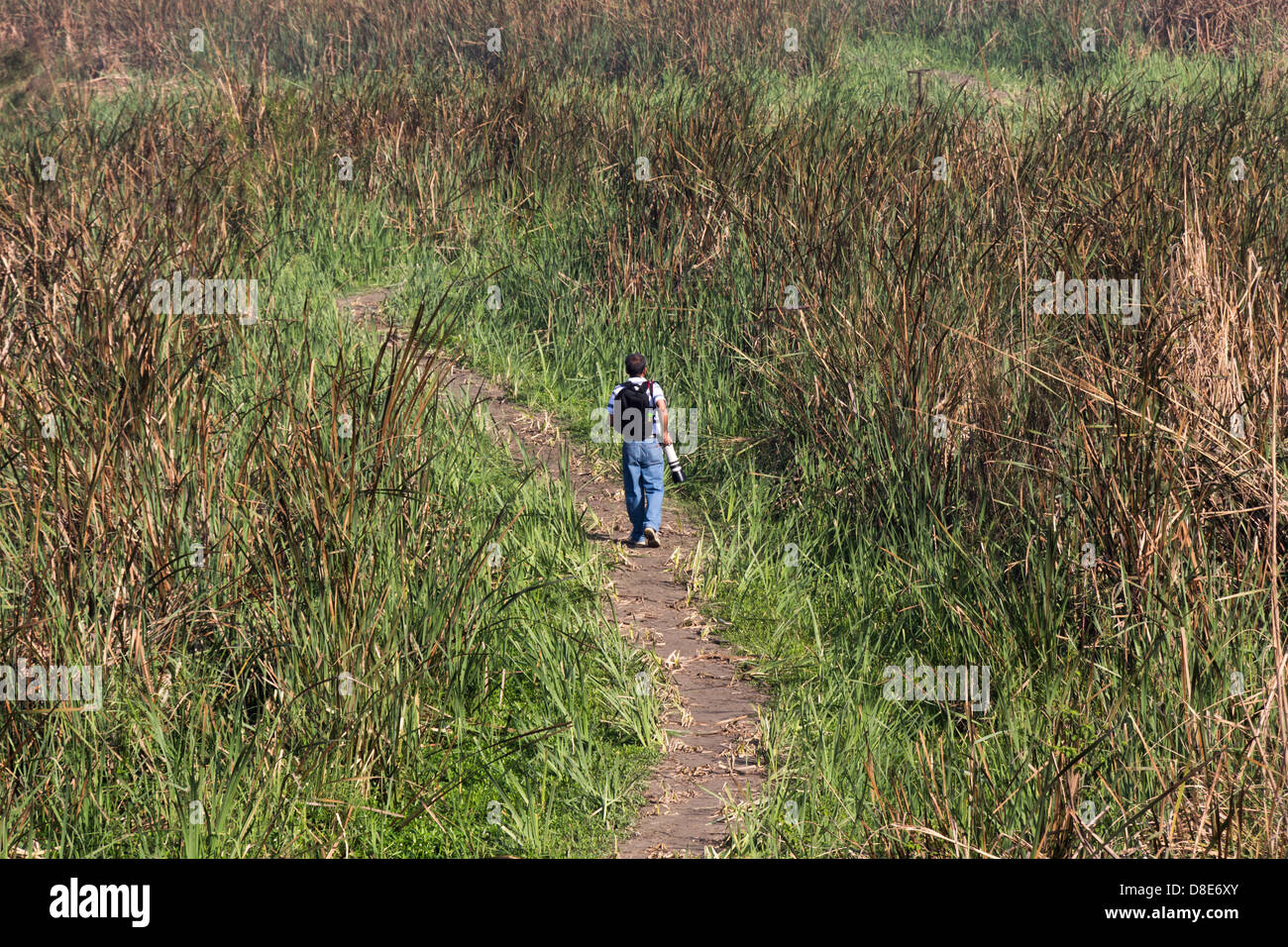 Uomo con fotocamera dentro Okhla Bird Sanctuary. Terreni paludosi su entrambi i lati del percorso, e l'uomo porta obiettivo con elevato fattore di zoom per gli uccelli Foto Stock